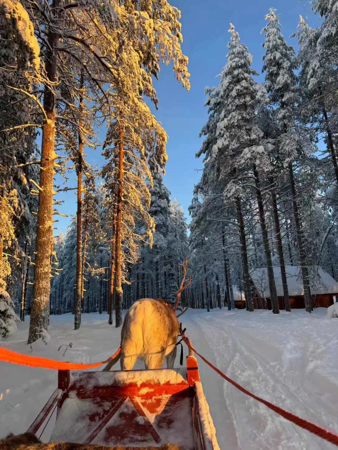雪林追光！驯鹿拉雪橇的神仙时刻｜北欧冬日限定浪漫封面图