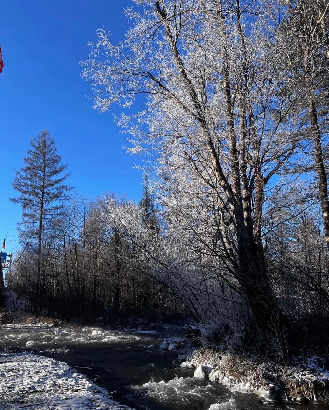 雪后溪边偶遇冰晶树，蓝天一澄澈，连呼吸都像被冻成霜花～封面图