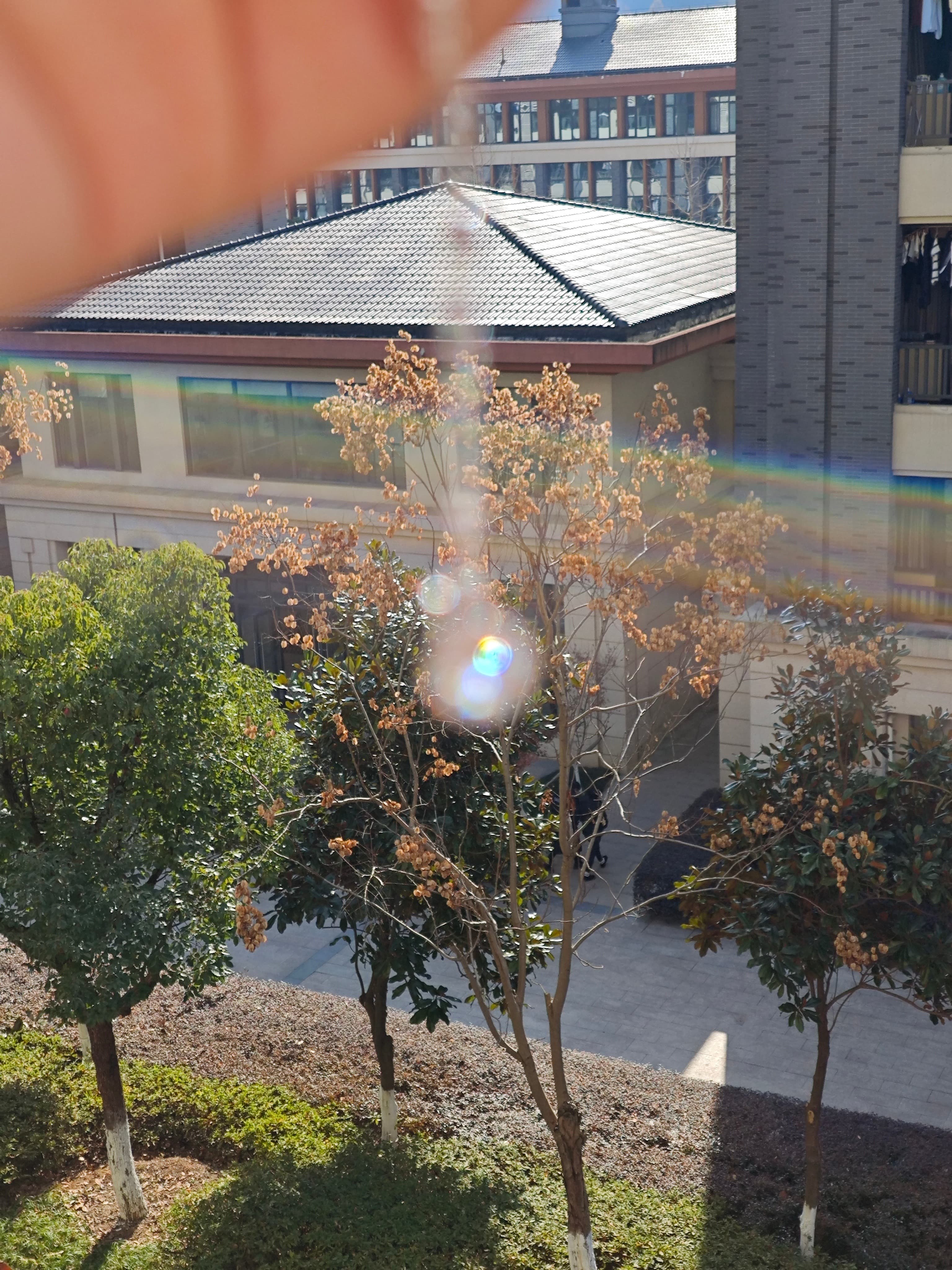 窗边偷拍的光斑小剧场，连树都学会发光了✨封面图