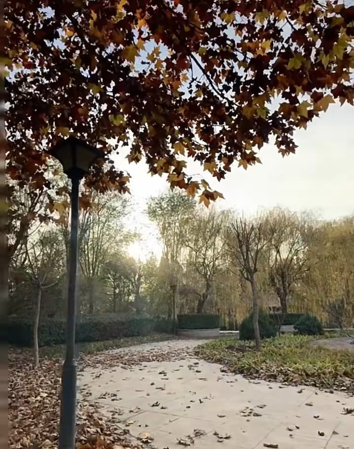 秋日傍晚的公园小径，落叶像被风悄悄铺了层金毯 🍂封面图