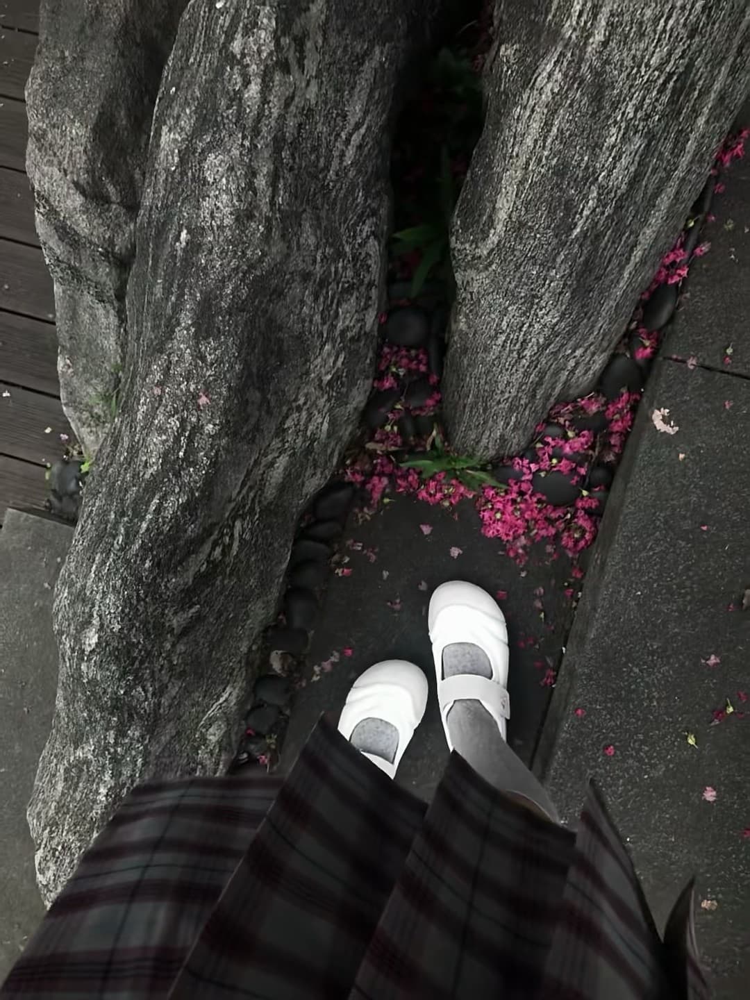 今天在树根缝里捡到一整片粉红雨 🌸 白鞋踩进春天的碎屑里封面图