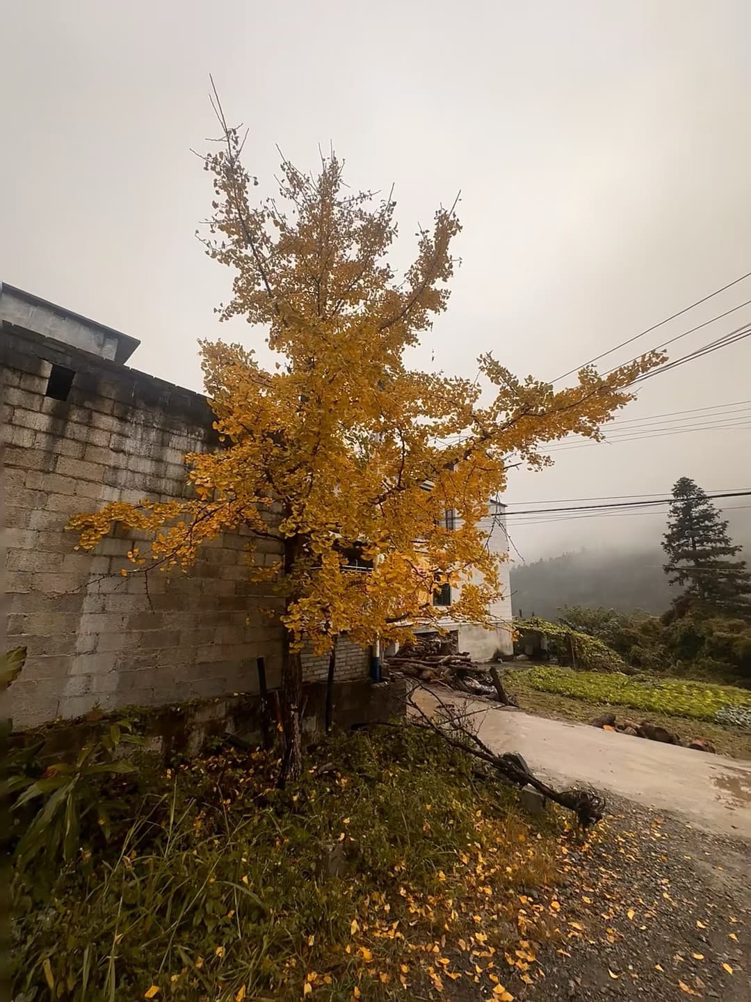 雨天路过老墙边的银杏，黄得像被雾泡过的小橘子 🍊封面图