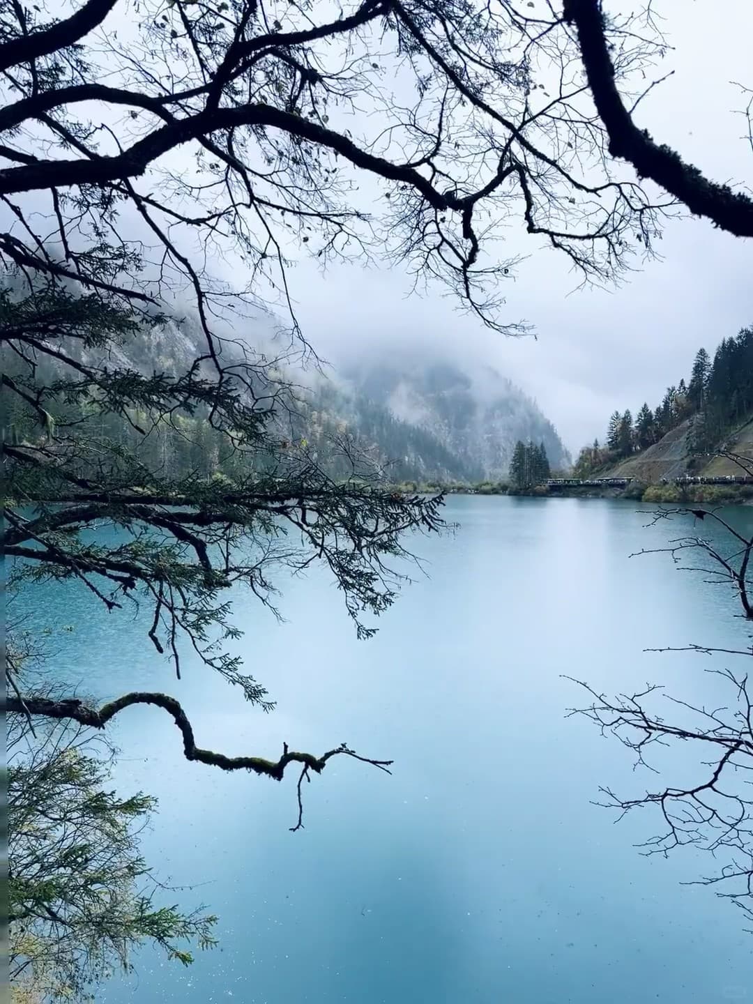 雨天湖边发呆，树枝像在画框里偷看世界封面图