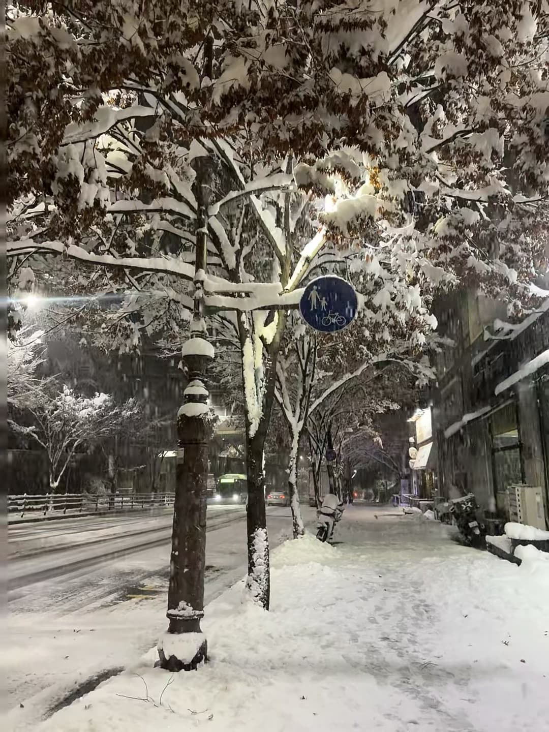 雪夜路灯下，树杈堆满棉絮｜今天在新宿三丁目被冻成狗封面图