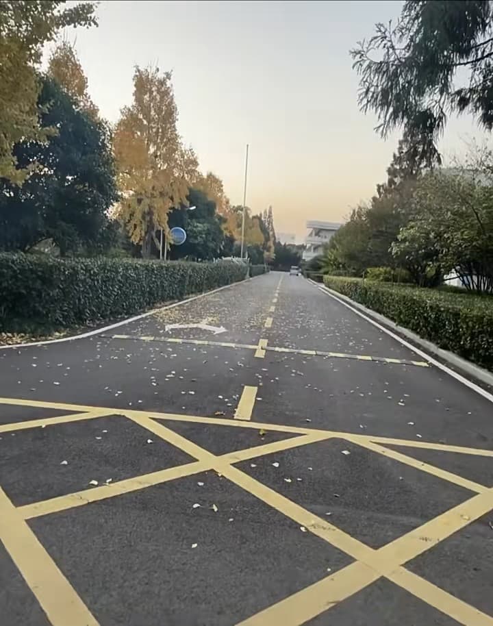 秋日通勤路，落叶像撒了把糖霜～封面图