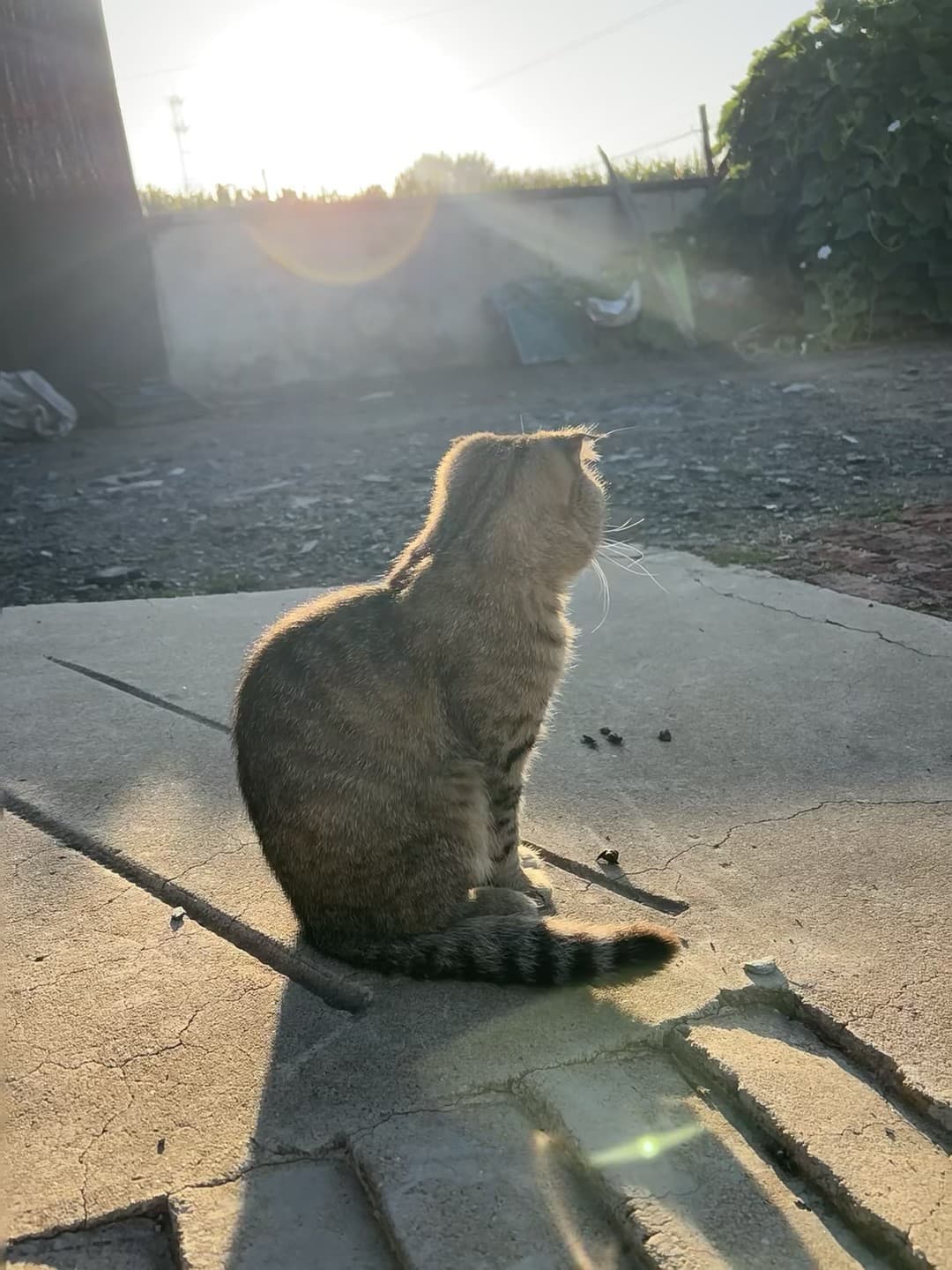 夕阳给这只小野猫镀了金边✨今天在社区后院偶遇的守望者封面图