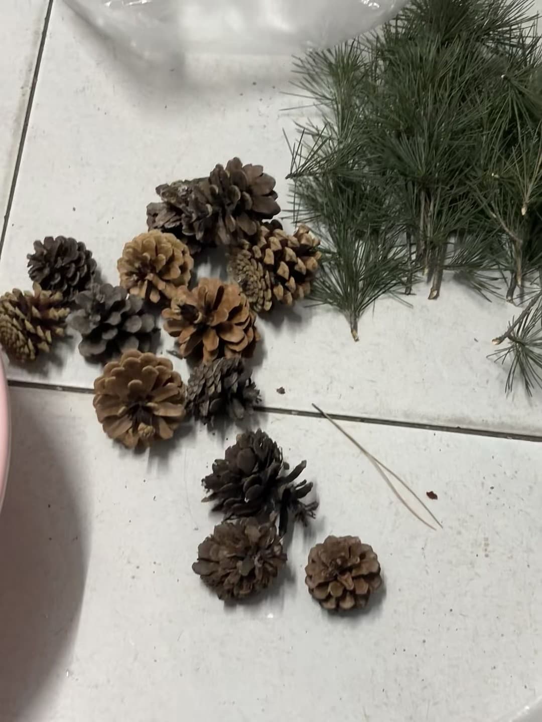 捡到一袋松果和松针，像把森林的冬天揣进包里了封面图
