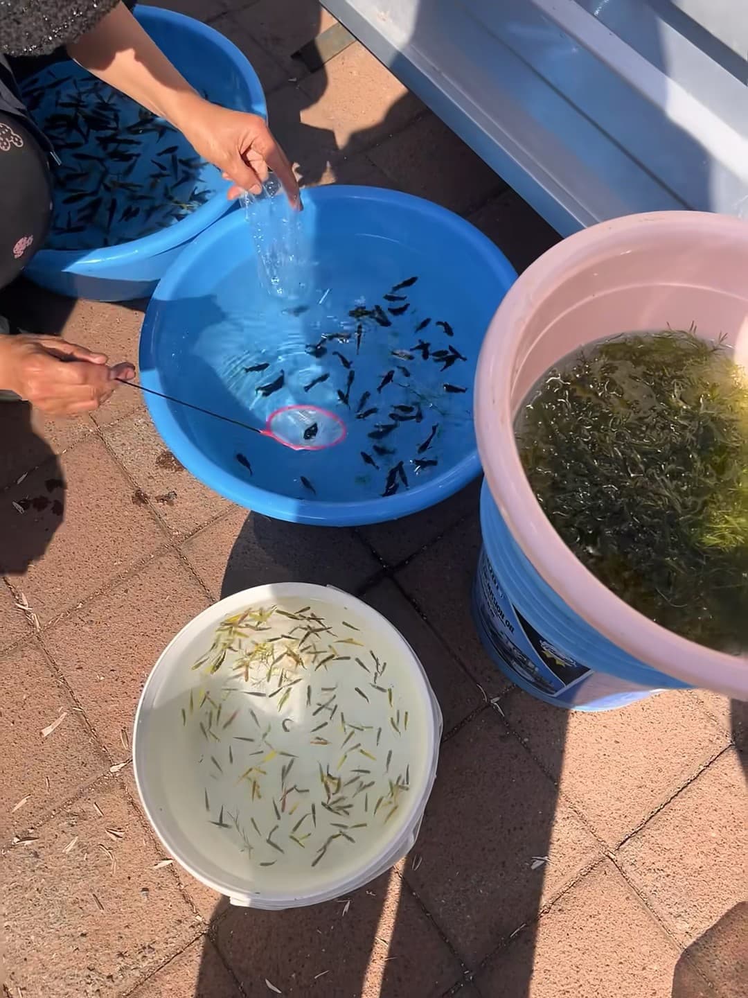 街角市集的鱼苗摊,小黑鱼们在蓝盆里跳水花~封面图