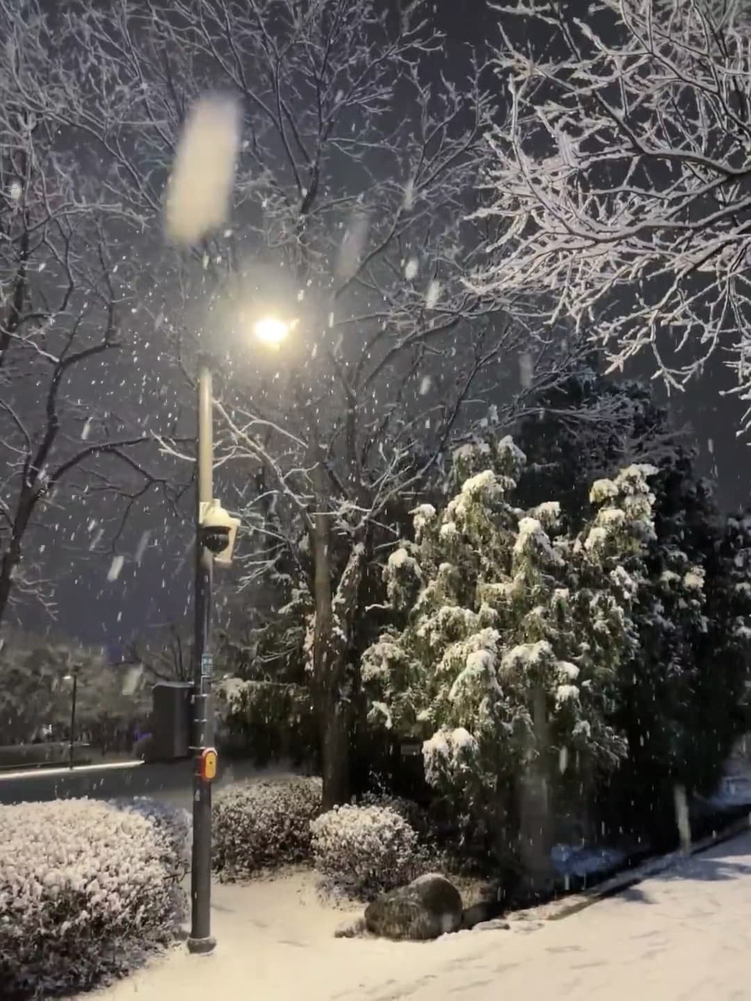 今晚路灯下飘雪，像被撒了糖霜的童话街角封面图