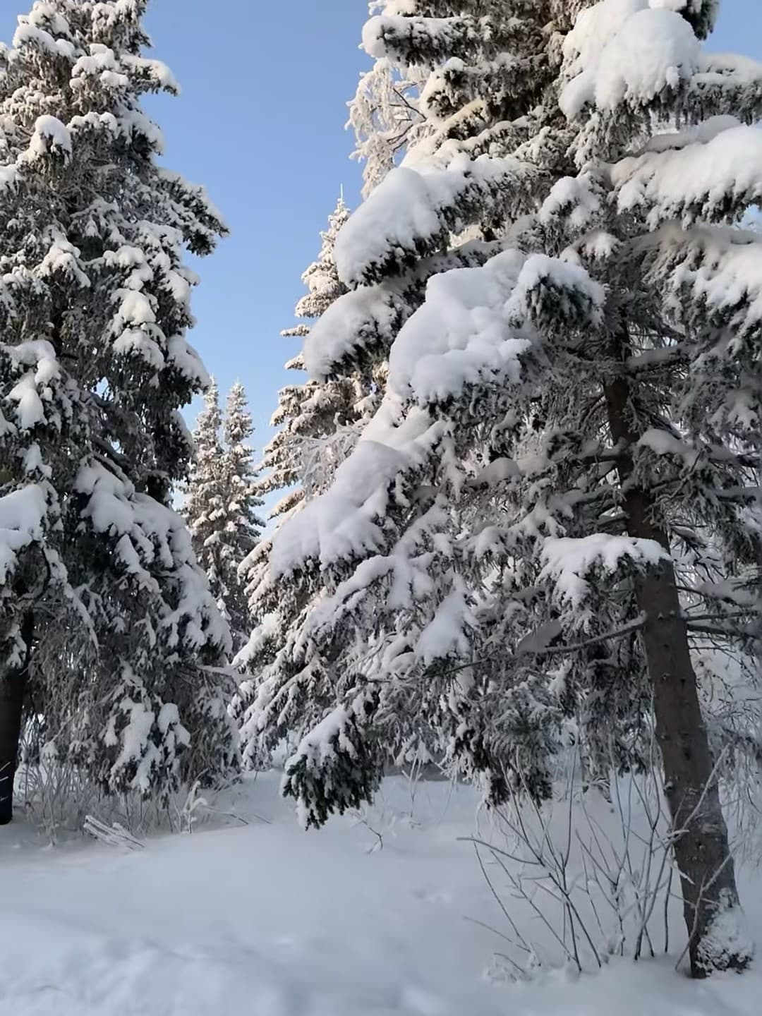 雪崩式快乐！今早出门发现松树都戴了雪帽❄️封面图