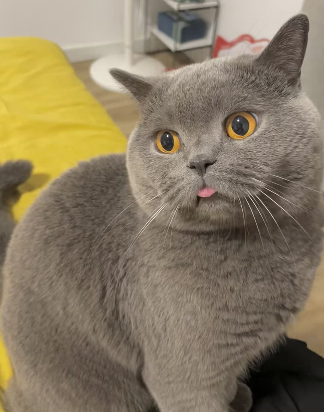 谁家灰猫偷吃了我的芒果冰？舌头一伸，我直接笑出声封面图