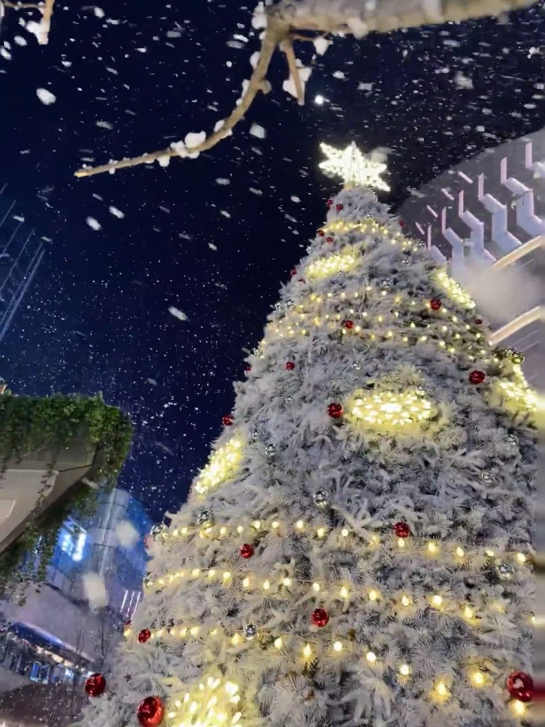 雪夜圣诞树突然下雪了❄️今天在The Mall门口被冻成狗但值得封面图