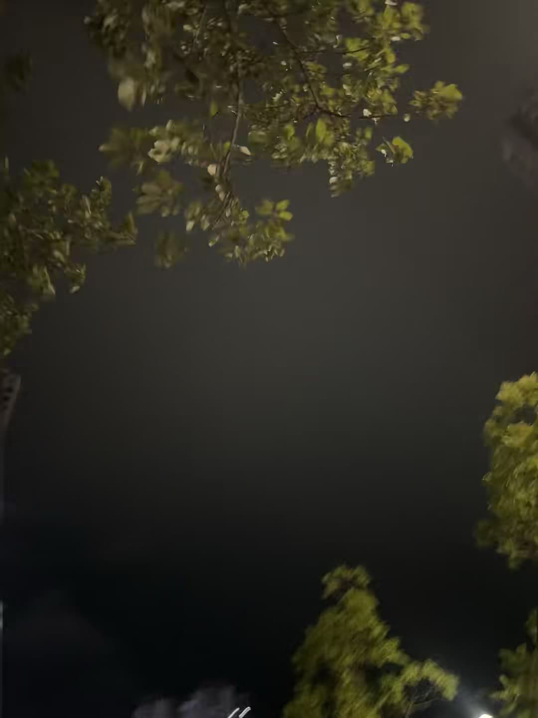 夜跑路过老树，叶子被路灯染成翡翠色｜突然觉得这城市有点温柔封面图