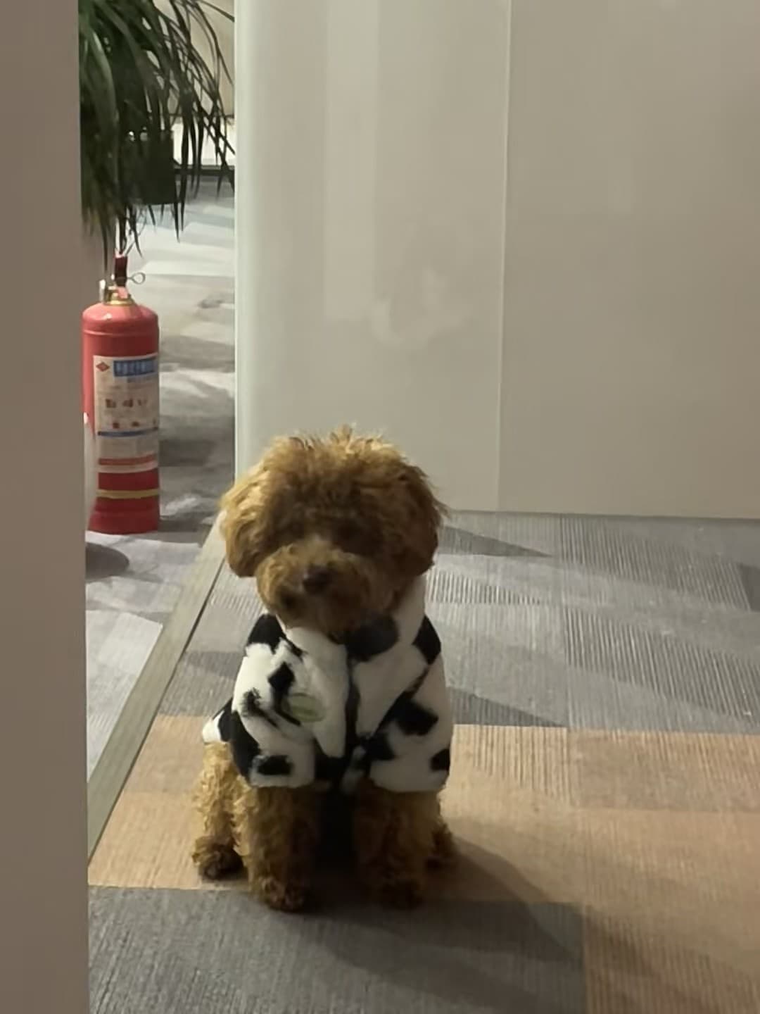 办公室突然闯入的毛球小保安 🐶 穿奶牛服蹲门口等我下班封面图