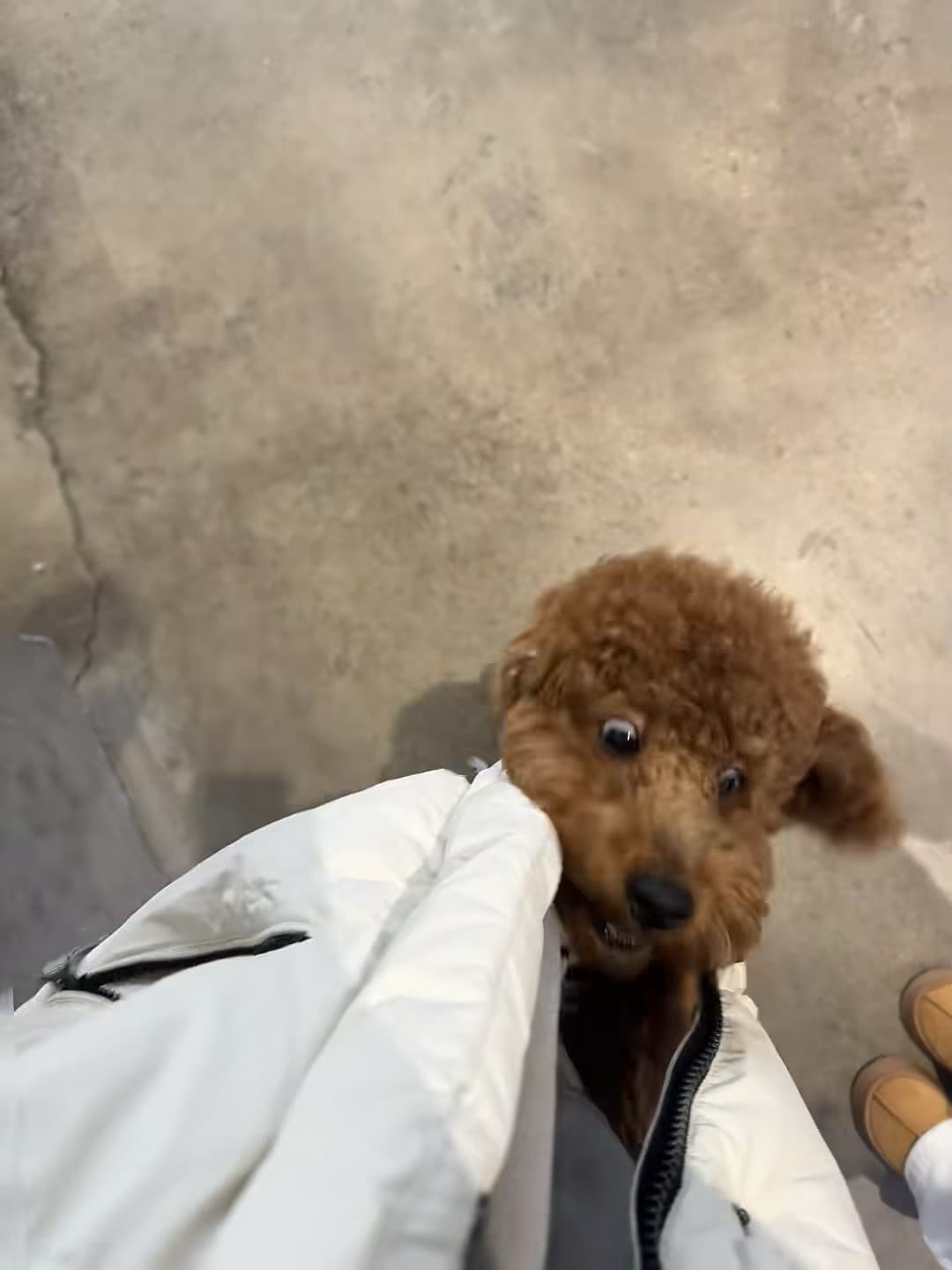 谁家小狗偷偷钻进我羽绒服里？！封面图