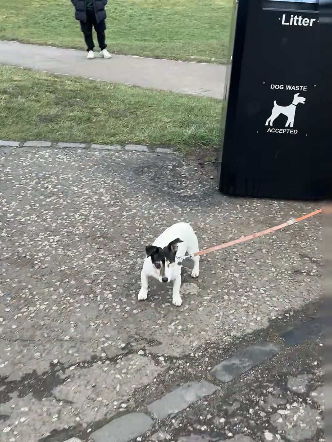 遛狗时被垃圾桶的‘Dog Waste Accepted’标语盯得有点害羞…小杰克好像在问:这真能扔?封面图