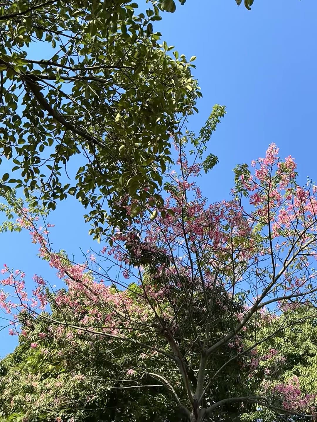 今天在街角被这棵开花的树偷走了三分钟——蓝天+粉云=今日份治愈封面图