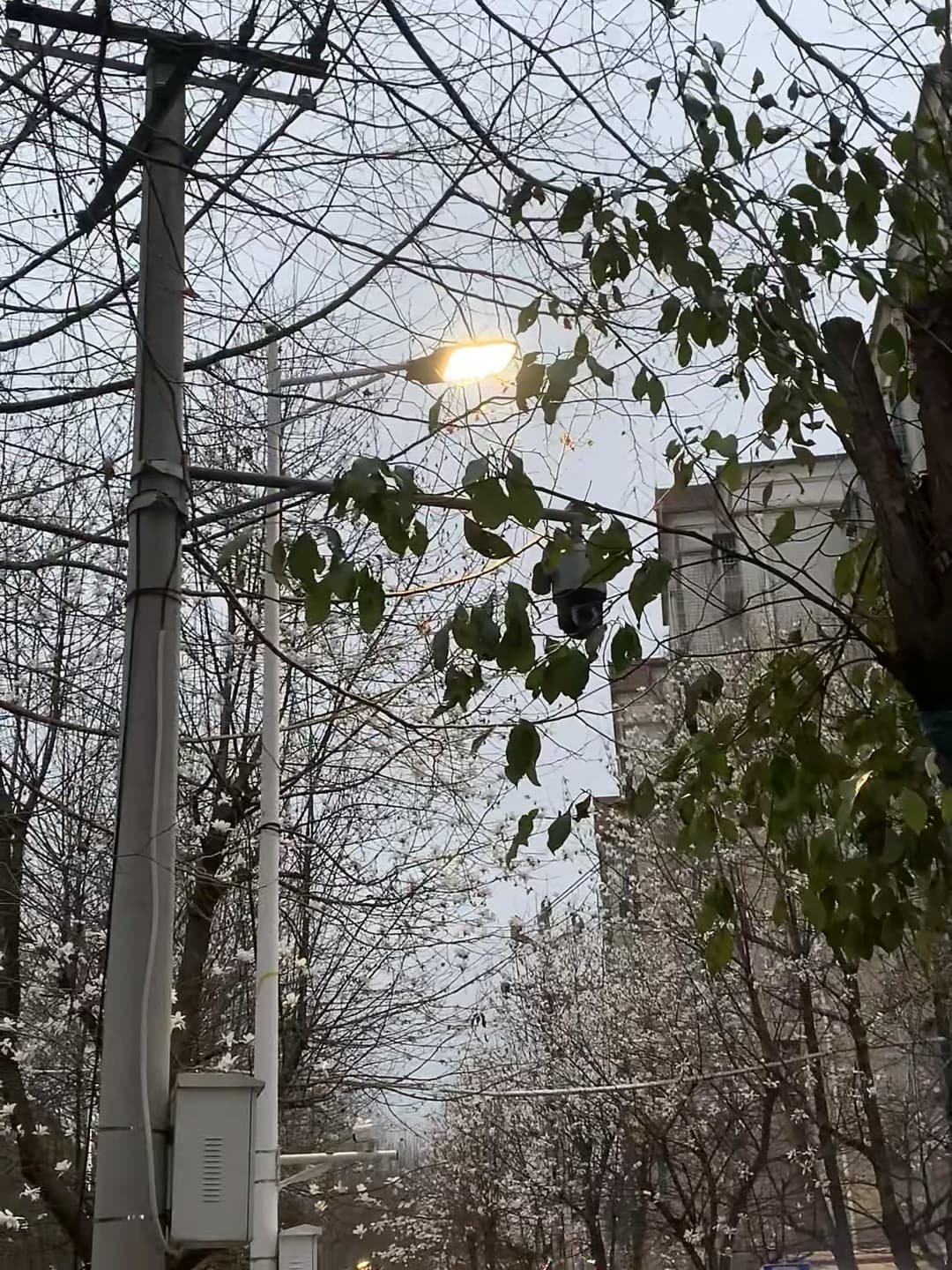 路灯亮了，监控也亮了——这棵开花的树下，连摄像头都学会偷懒打盹封面图