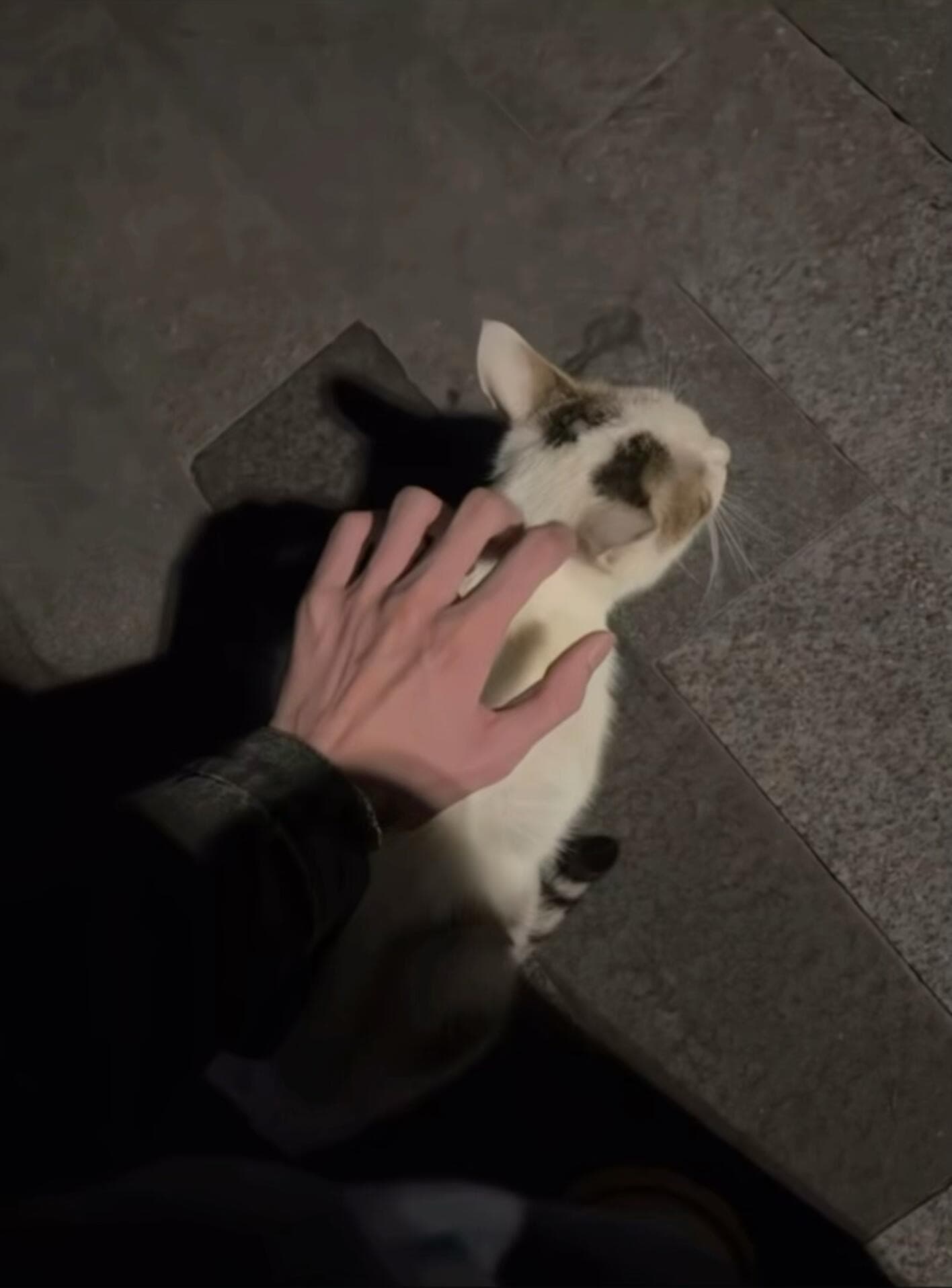 路灯下被一只路过的猫认领了，它居然主动蹭我手心封面图