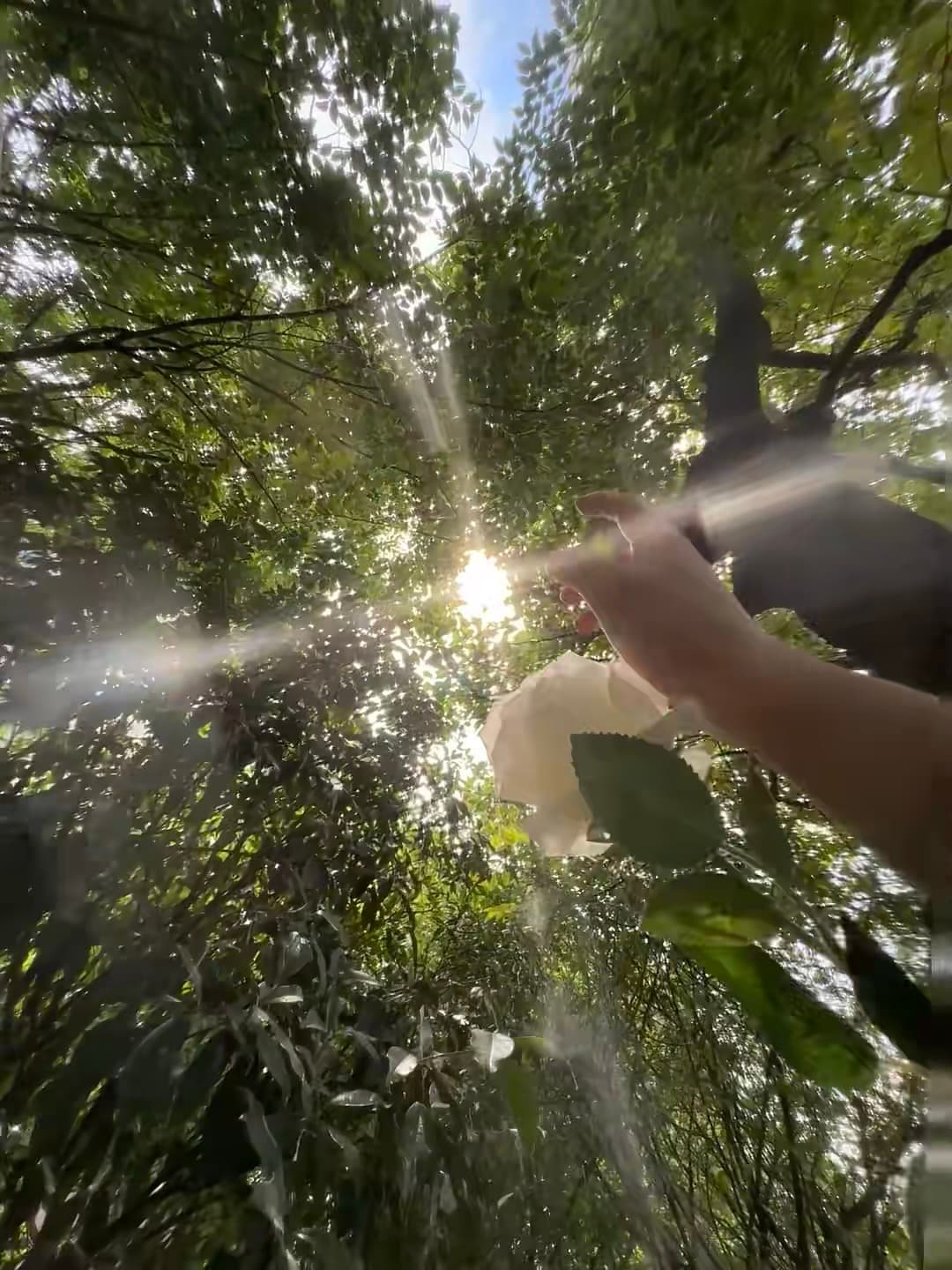 阳光穿过树叶的瞬间，手里的白玫瑰突然有了光封面图