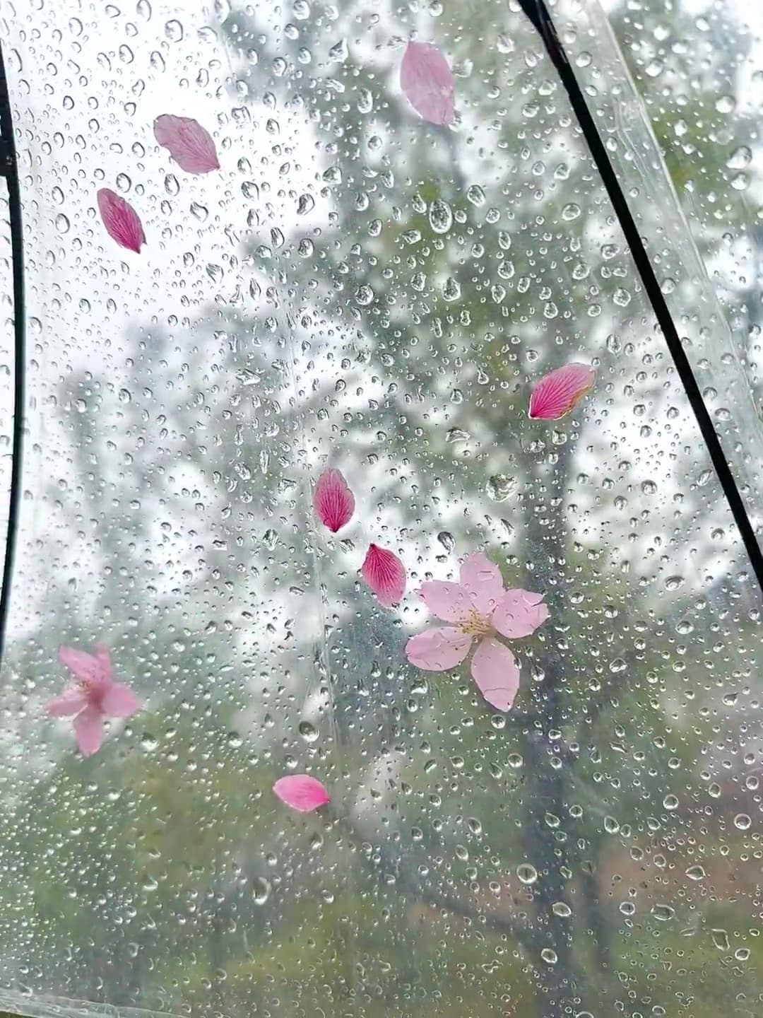 雨天撑伞看樱花飘，像在看一部日系电影 🌸封面图