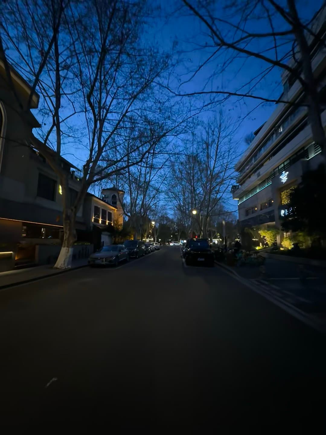 傍晚的街，树影和路灯像在写诗封面图
