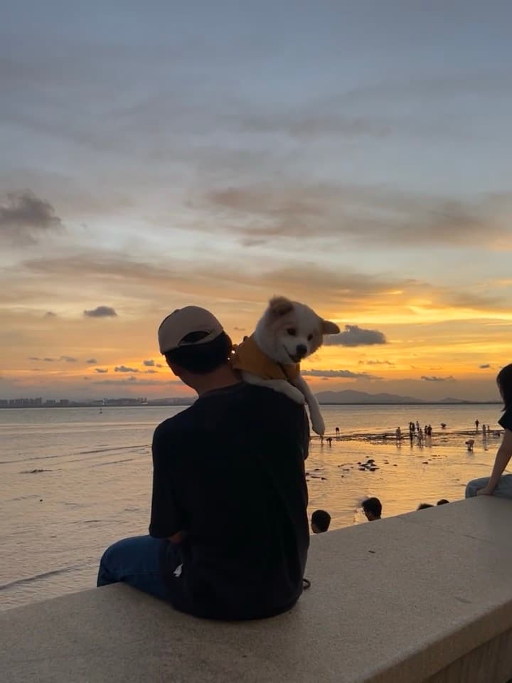 夕阳下被小狗偷看的背影｜今天在海边石阶上坐了半小时，它趴我肩头比我还专注封面图