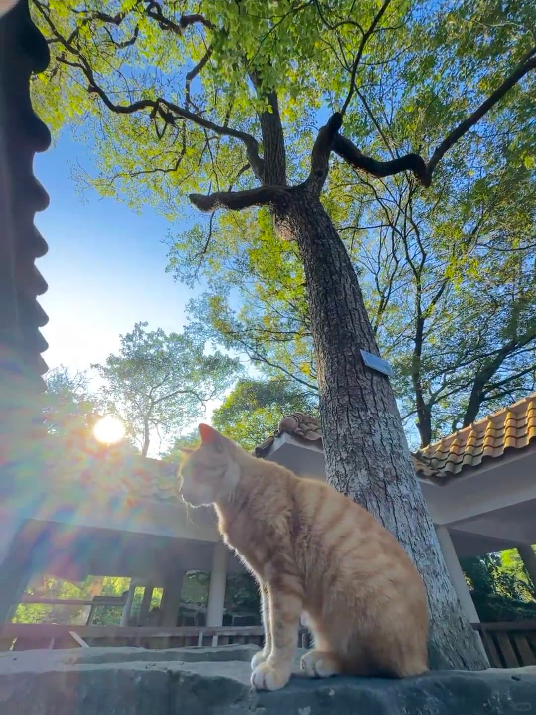 阳光和橘猫的下午，连树都长得像在打太极封面图