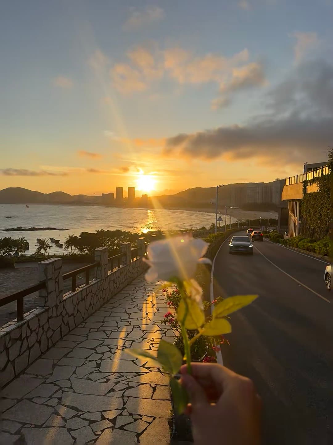 日落时分，海边步道的白玫瑰｜今天在Lighthouse Walk偶遇了整片金光封面图