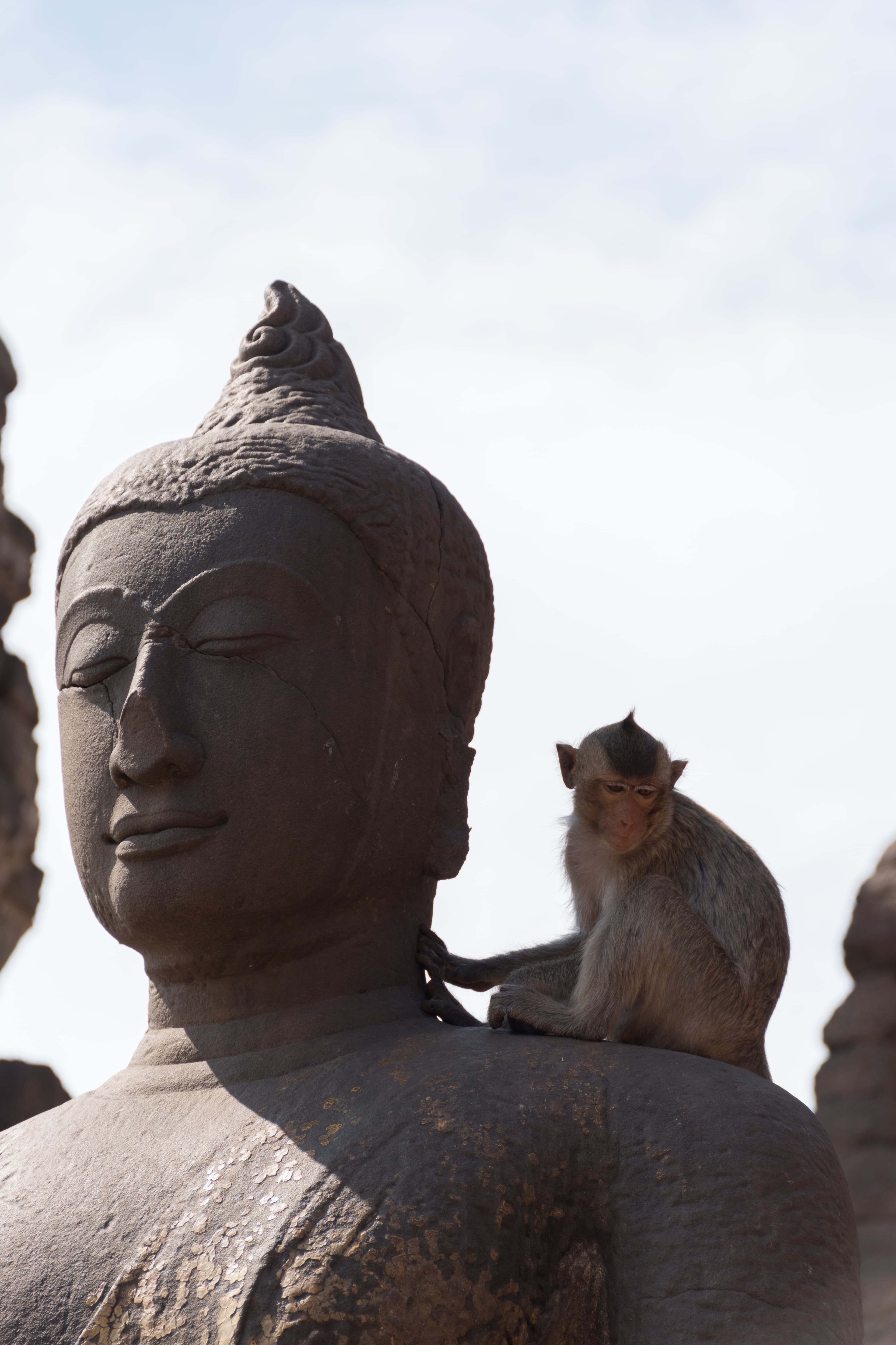 佛像肩膀上的小访客，今天在大城府的古寺里被偷拍了 🐒封面图