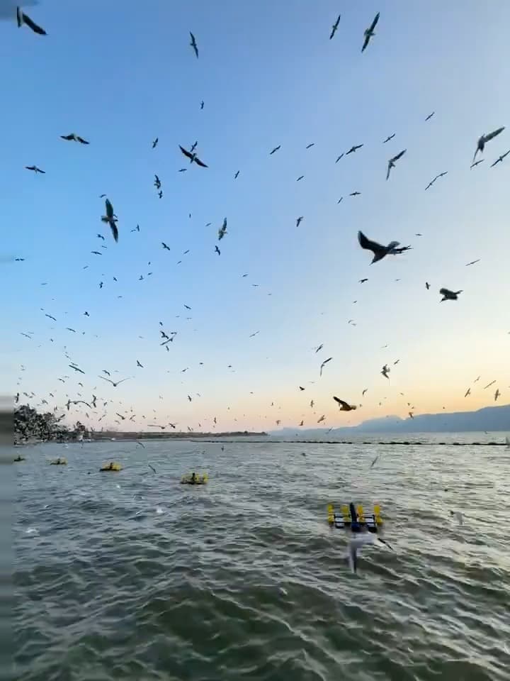 傍晚湖边被海鸥追着飞,连相机都来不及对焦 🐦封面图