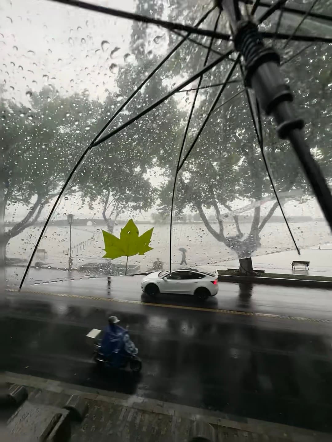 雨天的意外彩蛋:伞下飘来一片绿枫叶封面图