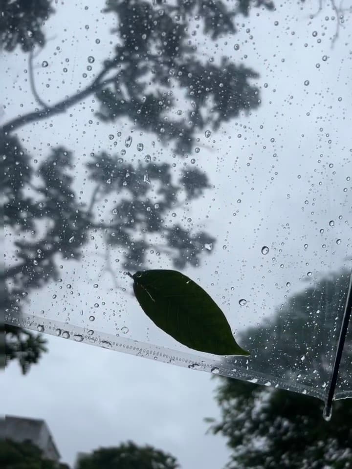 雨天伞下，一片绿叶停泊在玻璃上 🍃封面图