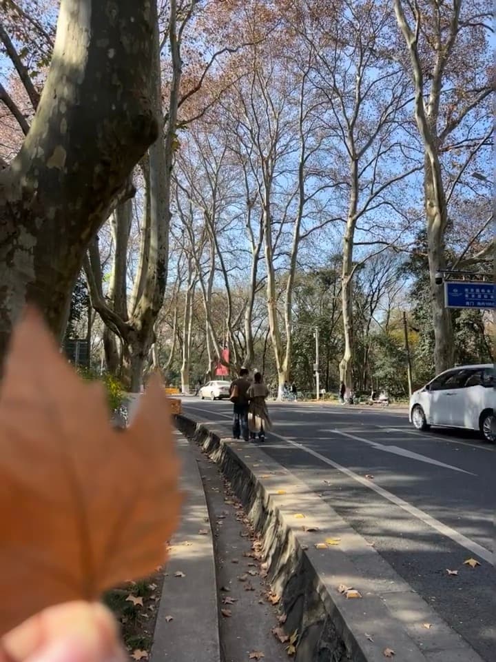 秋天的落叶是本地人随手捡的浪漫 🍂封面图