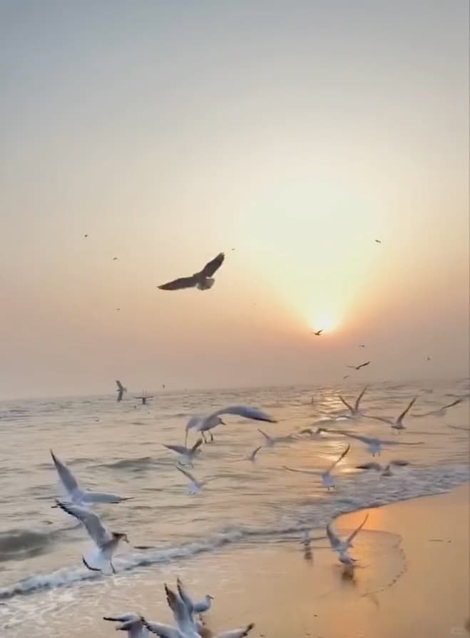 日落时分的海鸥追着浪花跑，像在赶一场免费的飞行派对封面图