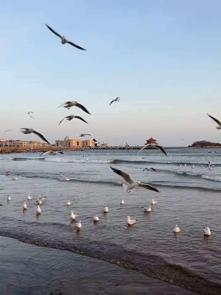 海边突然被海鸥围攻，连拍三张都抓不住一只稳的封面图