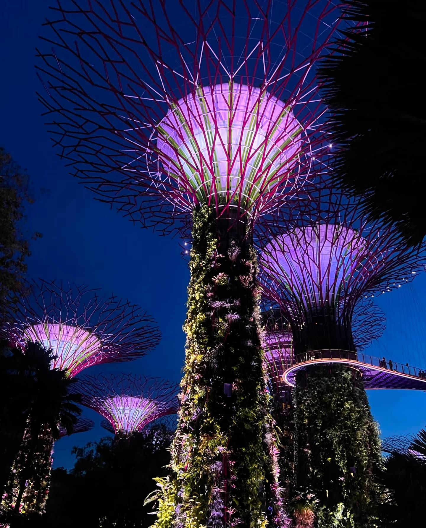 夜巡花园后，连树都开始发光了✨封面图