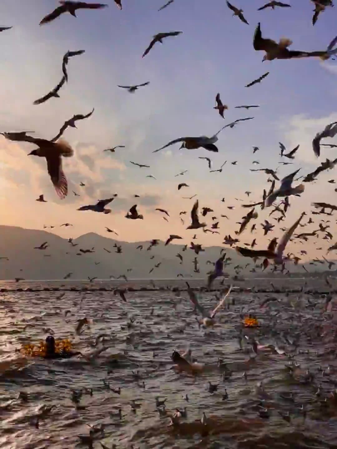 傍晚湖边的海鸥狂想曲 🐦黄昏时分突然被群鸟包围，连水花都像在打鼓封面图