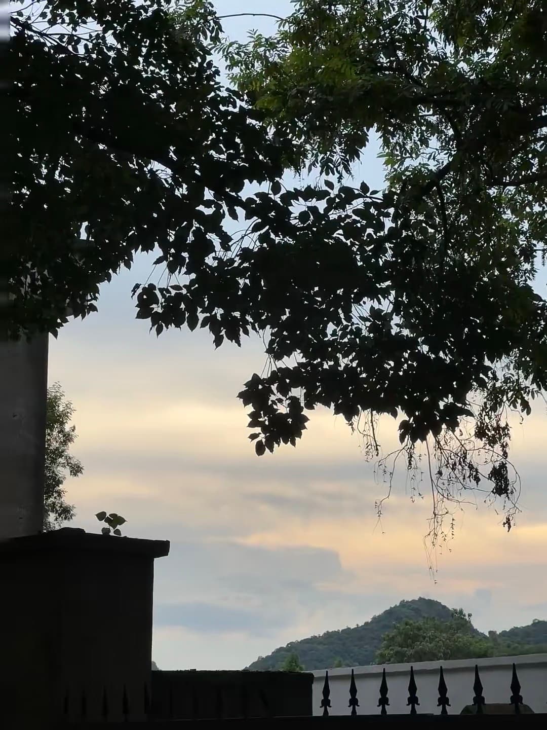 傍晚偷拍了树影和山，像被世界轻轻按了暂停键封面图