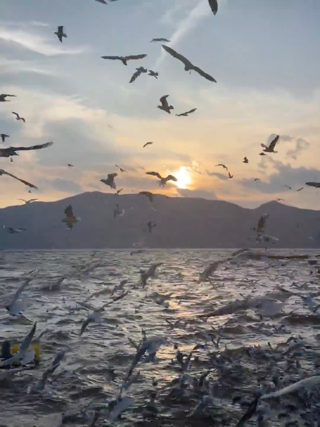 日落时分被海鸥围剿的瞬间｜在湖边码头追着夕阳跑封面图