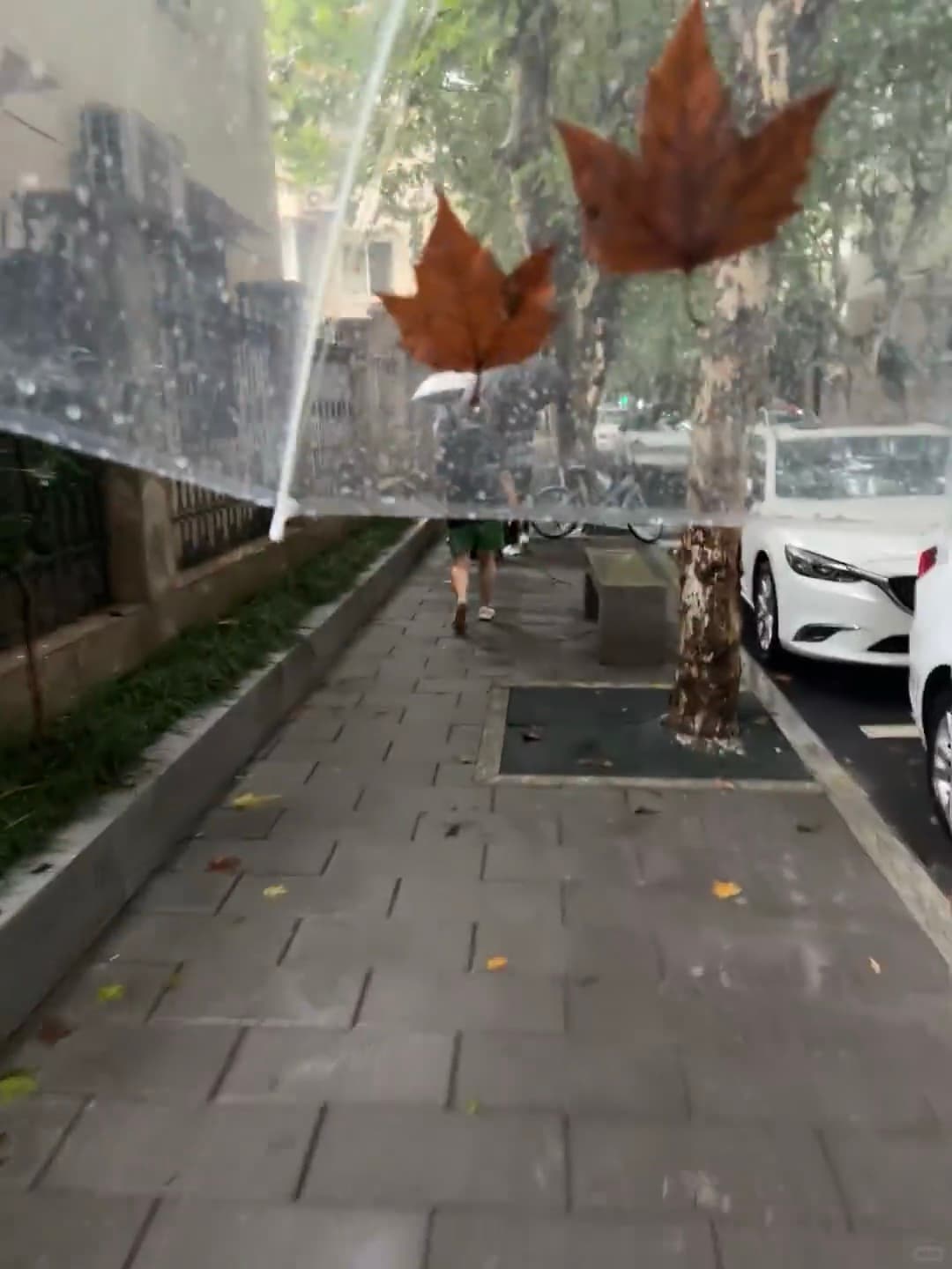 雨天伞下偶遇两片枫叶，像被风偷偷塞进透明世界里封面图