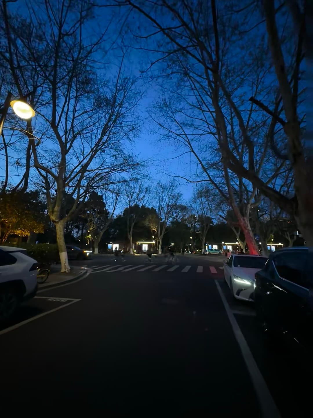 傍晚遛弯路过老梧桐道，路灯一亮，整条街都温柔了封面图