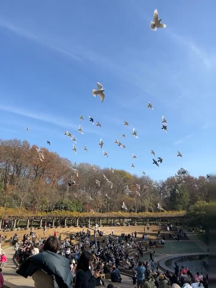 今天在中央公园的喷泉边，鸽子们突然集体起飞…像被谁按了快进键封面图