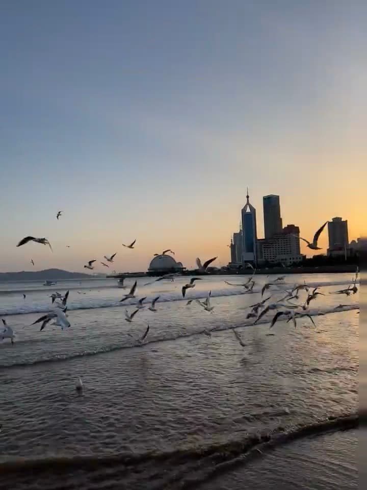 傍晚海边追海鸥，城市剪影突然就温柔了封面图