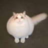 ItsCharlotte呀的头像