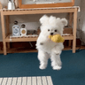 Hey小川Vibes的头像