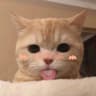 一Yui呀的头像