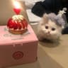 Mia日记的头像