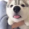 小软萌团子✨的头像