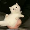 绒绒奶糖7359的头像